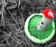 mushroom photoshop streamer:vinny // 514x432 // 333.6KB
