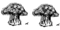 Simple_Shroom artist:SamD-Alt streamer:vinny // 520x262 // 73.2KB
